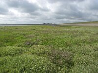 NL, Noord-Holland, Texel, Kwelder de Volharding 20, Saxifraga-Foto Fitis-Sytske Dijksen