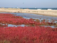 NL, Noord-Holland, Texel, Kwelder de Volharding 22, Saxifraga-Foto Fitis-Sytske Dijksen
