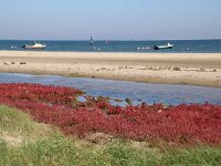 NL, Noord-Holland, Texel, Kwelder de Volharding 23, Saxifraga-Foto Fitis-Sytske Dijksen
