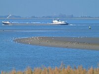 NL, Zeeland, Hulst, Schor van Paal 1, Saxifraga-Tom Heijnen