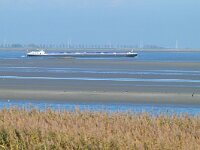 NL, Zeeland, Hulst, Schor van Paal 3, Saxifraga-Tom Heijnen