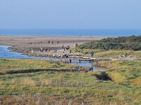 NL, Zeeland, Sluis, Verdronken Zwarte Polder 4, Saxifraga-Tom Heijnen