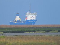 NL, Zeeland, Sluis, Voorland Nummer Een 4, Saxifraga-Tom Heijnen