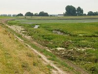 NL, Zeeland, Tholen 2, Saxifraga-Foto Fitis-Sytske Dijksen