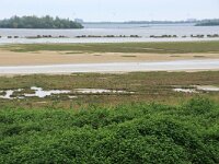 NL, Zuid-Holland, Goeree-Overflakkee, Slikken van Flakkee 1, Saxifraga-Foto Fitis-Sytske Dijksen