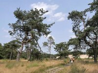NL, Noord-Brabant, Uden, Bedafse Bergen 3, Saxifraga-Tom Heijnen