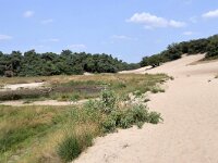 NL, Noord-Brabant, Uden, Bedafse Bergen 5, Saxifraga-Tom Heijnen
