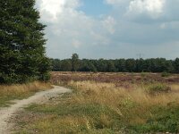 NL, Noord-Brabant, Uden, Slabroeksche Heide 3, Saxifraga-Jaap Bouwman
