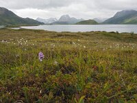 N, Nordland, Flakstad, Ramberg 3, Saxifraga-Hans Dekker