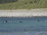 N, Nordland, Vestvagoy, Unstad 9, Saxifraga-Willem van Kruijsbergen