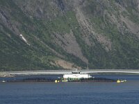 N, Troms, Senja, Gryllefjorden 4, Saxifraga-Willem van Kruijsbergen