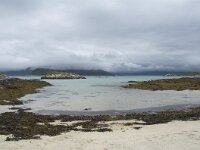 N, Troms, Tromso, Sommaroy 6, Saxifraga-Willem van Kruijsbergen