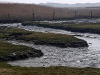 NL, Friesland, Ameland, Nieuwlandsreid 3, Saxifraga-Foto Fitis-Sytske Dijksen