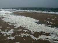 NL, Noord-Holland, Schagen, Hondsbossche Zeewering 2, Saxifraga-Jan van der Straaten