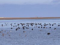 NL, Noord-Holland, Texel, De Cocksdorp 63, Saxifraga-Foto Fitis-Sytske Dijksen