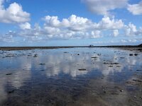 NL, Noord-Holland, Texel, De Cocksdorp 64, Saxifraga-Foto Fitis-Sytske Dijksen