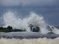 NL, Noord-Holland, Texel, Eierlandse Dam 1, Saxifraga-Foto Fitis-Sytske Dijksen