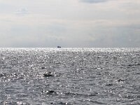 NL, Zeeland, Noordzee, Zeeuwse Banken 4, Bart Vastenhouw-Saxifraga