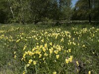 B, Liege, Plombieres 69, Saxifraga-Willem van Kruijsbergen