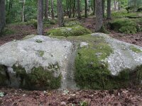 F, Seine-et-Marne, Barbizon, Foret de Fontainebleau 1, Saxifraga-Jan C. van der Straaten