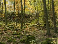 D, Rheinland-Pfalz, Gerolstein, Rockskyll 28, Saxifraga-Willem van Kruijsbergen