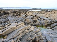 GB, Cornwall, Padstow, SW Coastpath, Trevone Head 1, Saxifraga-Foto Fitis-Sytske Dijksen