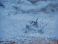 IS, Nordurland eystra, Nordurbing, Namafjall 4, Saxifraga-Dick, Hoogenboom