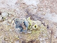 IS, Nordurland eystra, Nordurbing, Peistareykir 10, Saxifraga-Mira, Hoogenboom