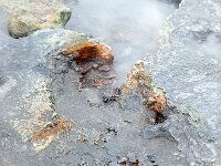 IS, Nordurland eystra, Nordurbing, Peistareykir 13, Saxifraga-Mira, Hoogenboom