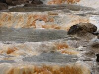 IS, Nordurland vestra, Austur-hunavatnssysla, Hvredalur 25, Saxifraga-Mira Hoogenboom