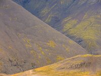 IS, Vesturland, Borgarbyggd, Skardsheidi 3, Saxifraga-Dick, Hoogenboom