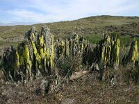 E, Badajos, La Serena, Dientes de Perro 5, Saxifraga-Dirk Hilbers