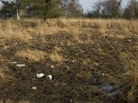NL, Noord-Brabant, Goirle, Regte Heide 44, Saxifraga-Jan van der Straaten