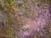 NL, Noord-Holland, Texel 90, Saxifraga-Foto Fitis-Sytske Dijksen