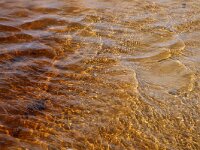 NL, Noord-Holland, Texel, Paal 8 37, Saxifraga-Foto Fitis-Sytske Dijksen