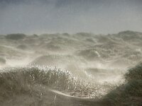 NL, Noord-Holland, Texel, Paal 8 41, Saxifraga-Foto Fitis-Sytske Dijksen