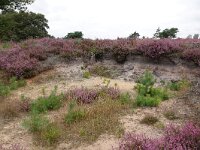 NL, Overijssel, Ommen, Lemelerberg 15, Saxifraga-Mark Zekhuis