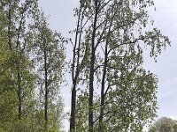 Small lake in Dutch park, Alblasserdam, South Holland, Netherlands  Small lake in Dutch park, Alblasserdam, South Holland, Netherlands : Alblasserdam, Dutch, green, Holland, lake, landscape, natural, nature, Netherlands, no people, nobody, park, pool, rural landscape, small, South Holland, spring, springtime, tree, trees, water, reed, waves