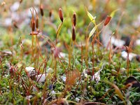 Aloina aloides 2, Gewoon aloemos, Saxifraga-Jelle van Dijk