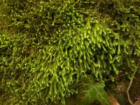 Anomodon viriculosus 2, Groot touwtjesmos, Saxifraga-Jelle van Dijk