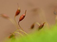 Dicranella heteromalla 2, Gewoon pluisjesmos, Saxifraga-Tom Heijnen