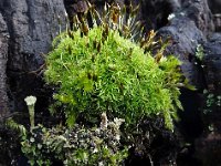 Dicranoweisia cirrata 2, Gewoon sikkelsterretje, Saxifraga-Jelle van Dijk