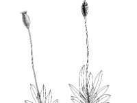 Fissidens bryoides, Fissidens Moss