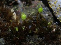 Funaria hygrometrica, Funaria Moss