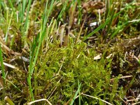 Hamatocaulis vernicosus 2, Geel schorpioenmos, Saxifraga-Jelle van Dijk