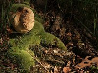 Leucobryum glaucum 3, Kussentjesmos, Saxifraga-Hans Boll