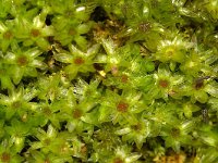 Mnium hornum, Horn Calcareous Moss