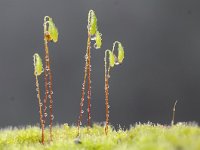 Mnium hornum 4, Gewoon sterrenmos, Saxifraga-Luuk Vermeer