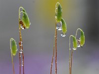 Mnium hornum 6, Gewoon sterrenmos, Saxifraga-Luuk Vermeer