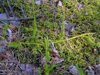 Neckera pennata 2, Saxifraga-Hans Grotenhuis